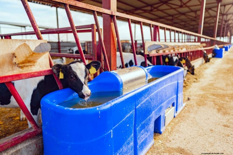 Turmeric Supplementation for Livestock: Boosting Health Naturally