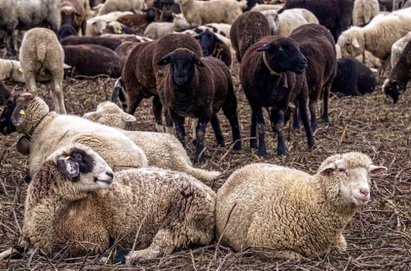 Natural Sheep Fly Control: Organic & Chemical-Free Methods