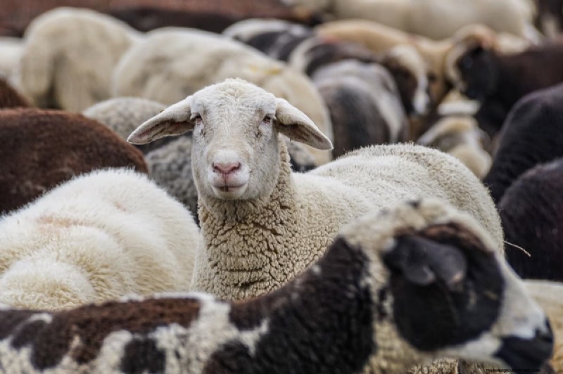 Natural Sheep Fly Control: Organic & Chemical-Free Methods