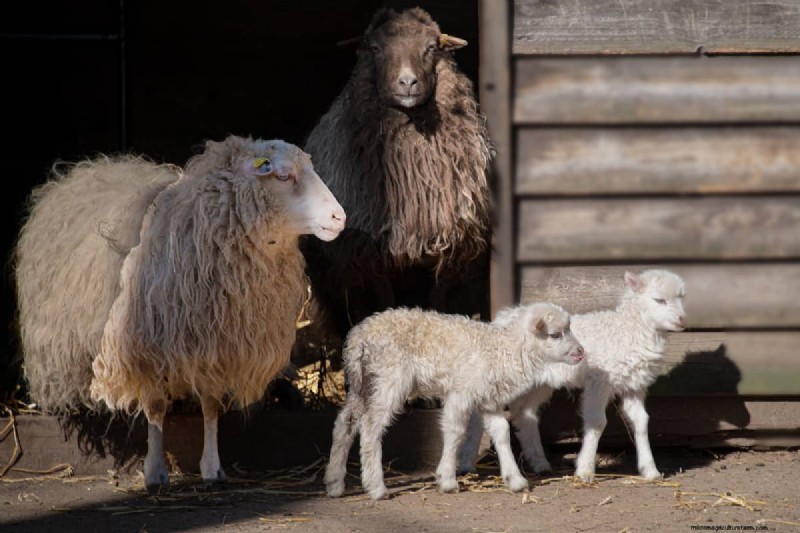 Natural Sheep Fly Control: Organic & Chemical-Free Methods
