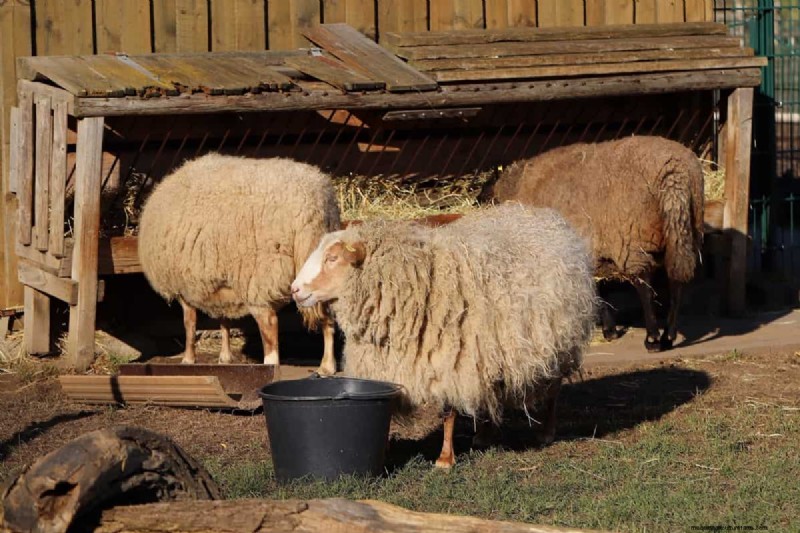Natural Sheep Fly Control: Organic & Chemical-Free Methods