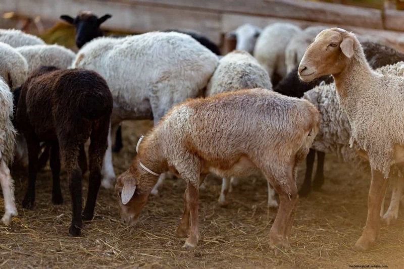 Natural Sheep Fly Control: Organic & Chemical-Free Methods
