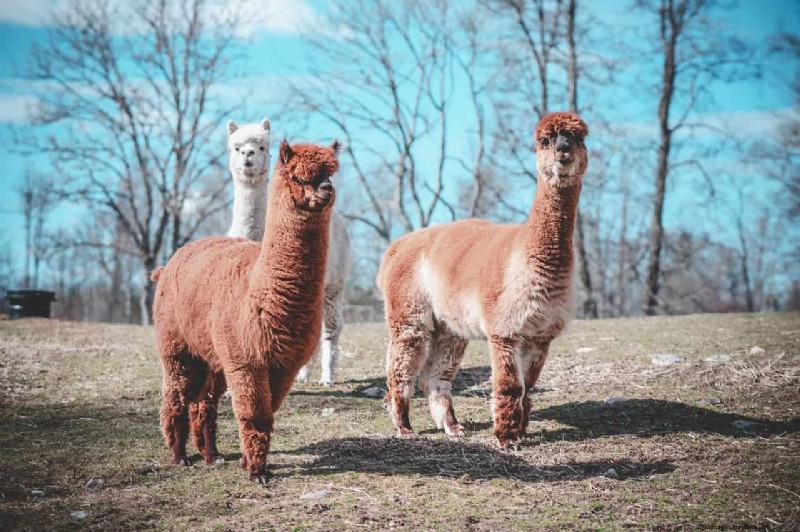 Alpaca Farm Business Plan: A Comprehensive Guide to Success