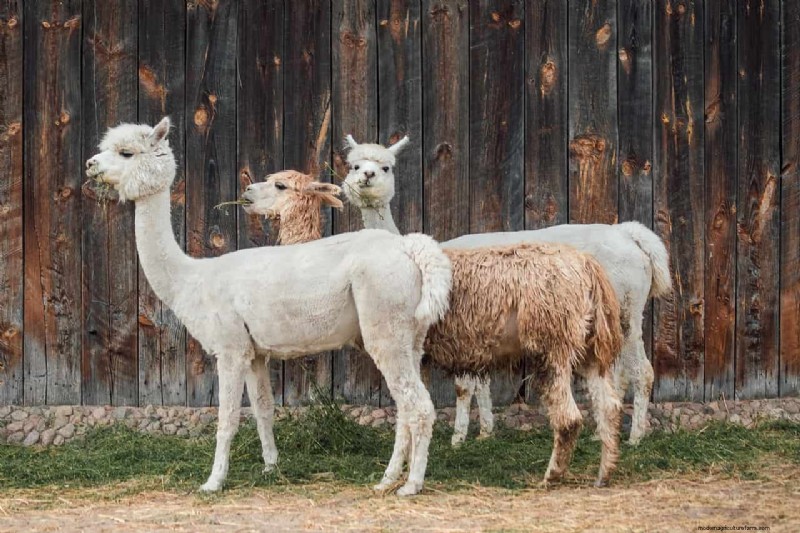Alpaca Farm Business Plan: A Comprehensive Guide to Success