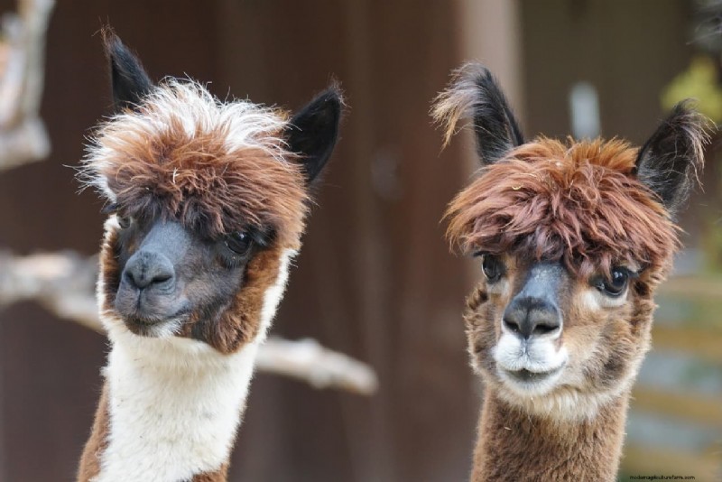 Alpaca Farm Business Plan: A Comprehensive Guide to Success