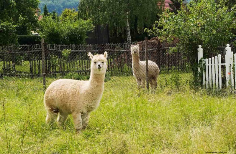 Alpaca Farm Business Plan: A Comprehensive Guide to Success