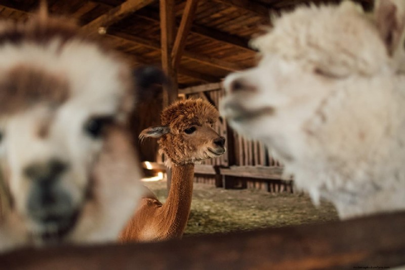 Alpaca Farm Business Plan: A Comprehensive Guide to Success
