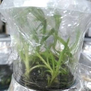 PCT: High-Quality Tissue Culture Solutions & Products