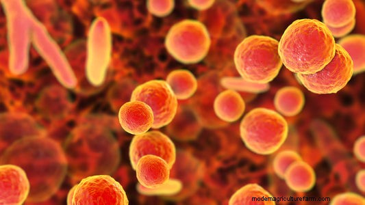 Tissue Culture Contamination: Identification & Control | PPM™ Biocoupler™