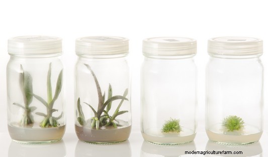 Tissue Culture Contamination: Identification & Control | PPM™ Biocoupler™