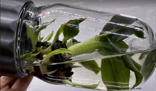Tissue Culture Contamination: Identification & Control | PPM™ Biocoupler™
