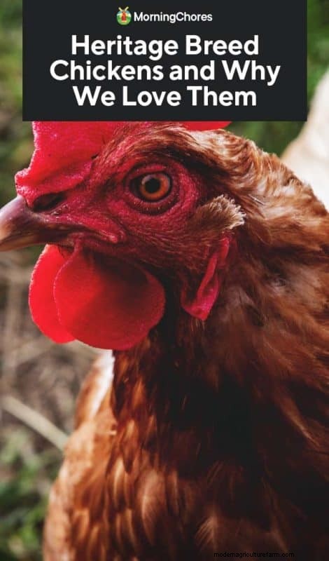 Heritage Chickens: Understanding the Difference & Benefits