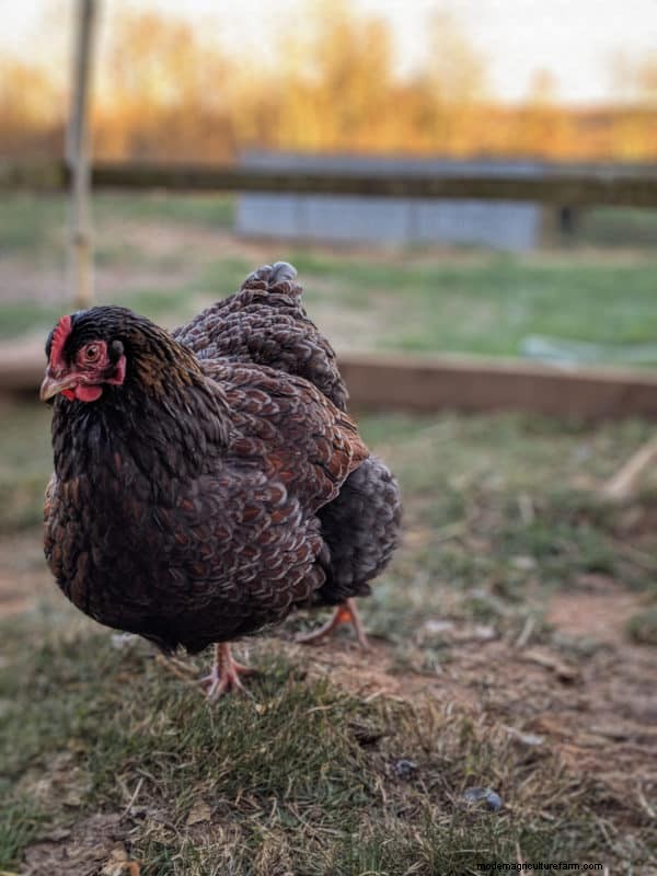 Heritage Chickens: Understanding the Difference & Benefits