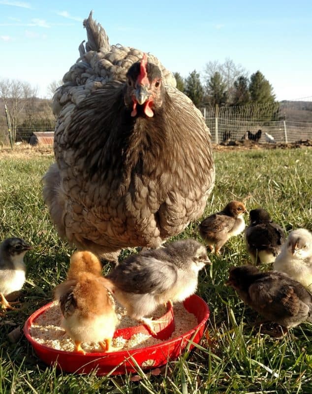 Heritage Chickens: Understanding the Difference & Benefits