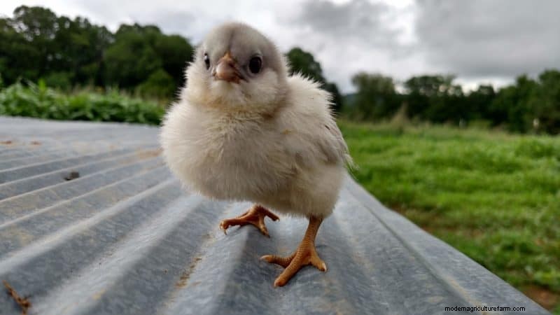 Heritage Chickens: Understanding the Difference & Benefits
