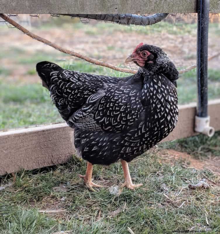 Heritage Chickens: Understanding the Difference & Benefits