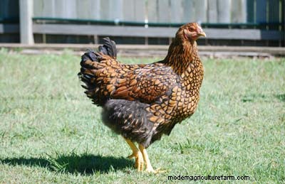 Heritage Chickens: Understanding the Difference & Benefits