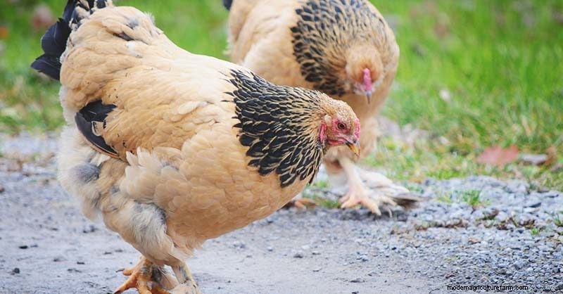 Heritage Chickens: Understanding the Difference & Benefits