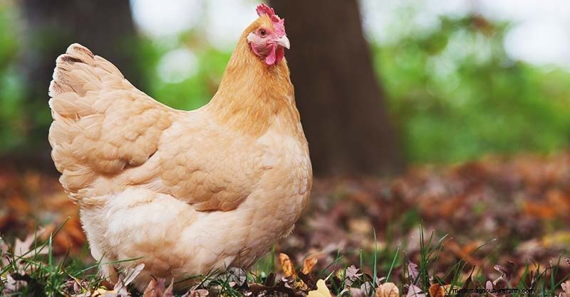 Heritage Chickens: Understanding the Difference & Benefits