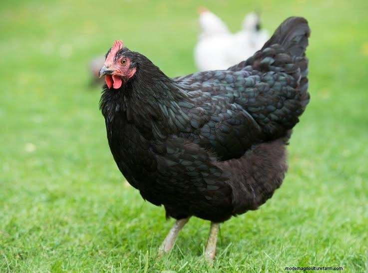 Heritage Chickens: Understanding the Difference & Benefits