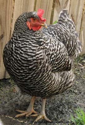 Heritage Chickens: Understanding the Difference & Benefits