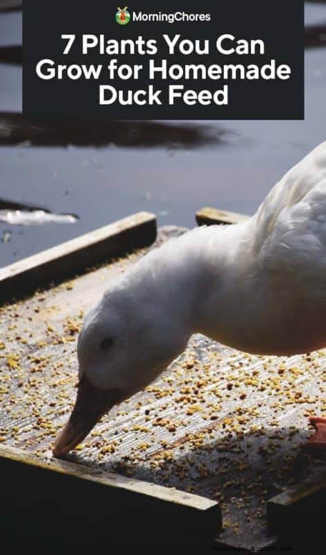 DIY Duck Feed: Grow Your Own for Cost Savings & Health