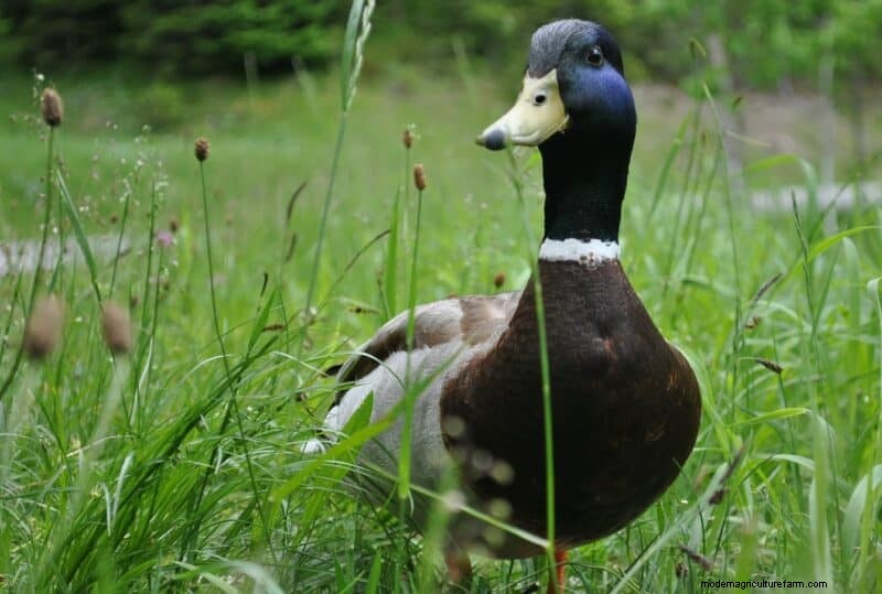 DIY Duck Feed: Grow Your Own for Cost Savings & Health