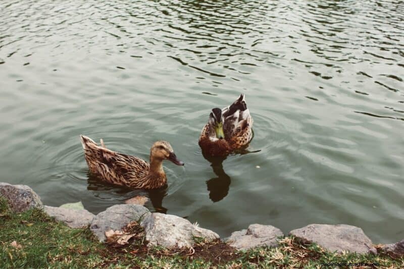 DIY Duck Feed: Grow Your Own for Cost Savings & Health