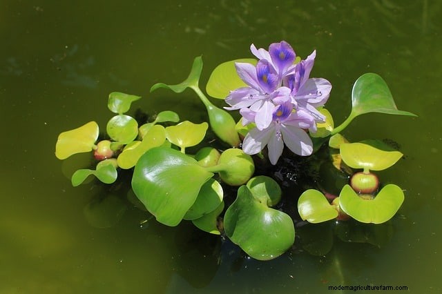 DIY Duck Feed: Grow Your Own for Cost Savings & Health