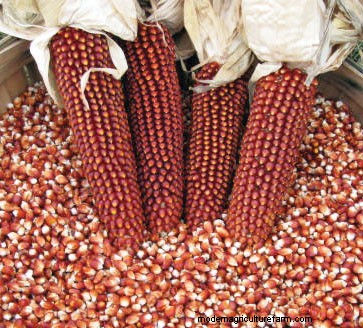 DIY Duck Feed: Grow Your Own for Cost Savings & Health