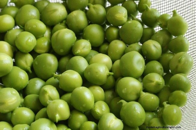 DIY Duck Feed: Grow Your Own for Cost Savings & Health