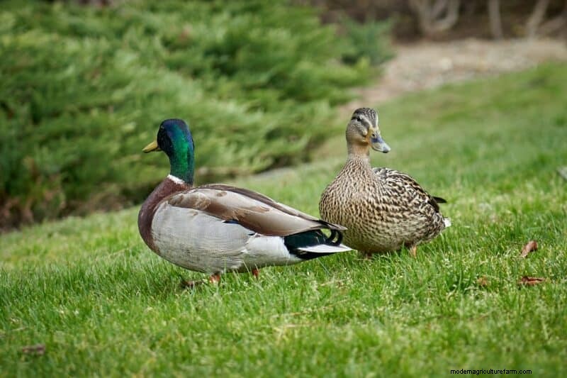 DIY Duck Feed: Grow Your Own for Cost Savings & Health