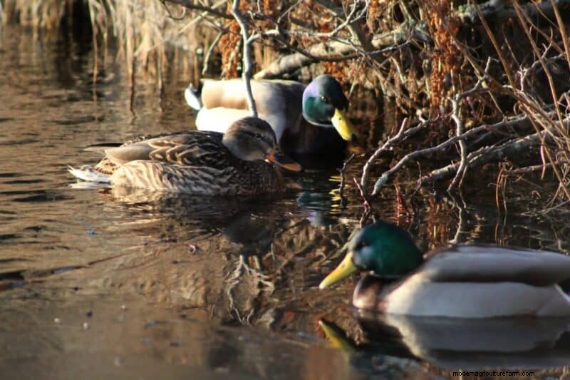 DIY Duck Feed: Grow Your Own for Cost Savings & Health