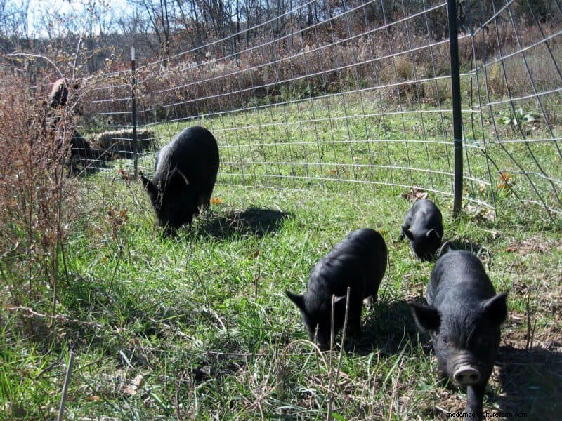 Natural Garden Tilling with Pigs: A Sustainable Guide