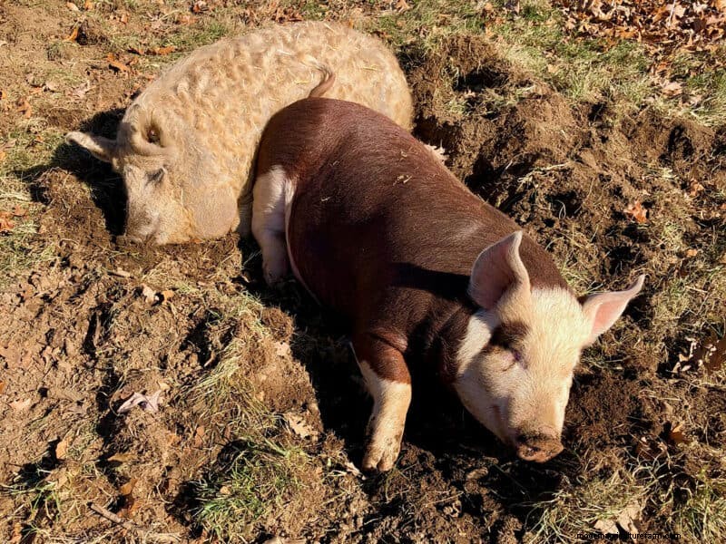 Natural Garden Tilling with Pigs: A Sustainable Guide