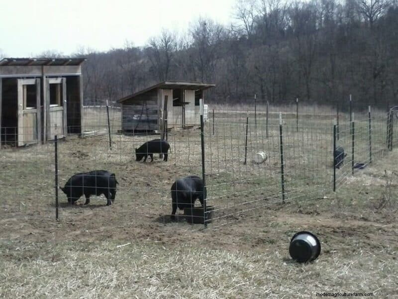 Natural Garden Tilling with Pigs: A Sustainable Guide