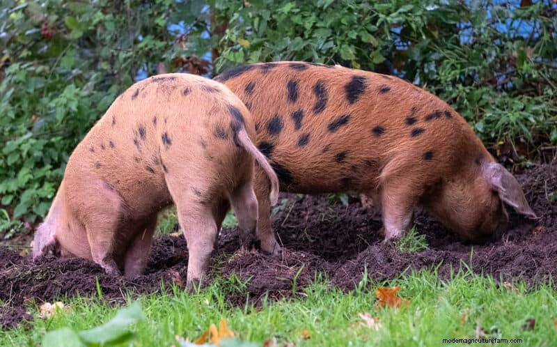 Natural Garden Tilling with Pigs: A Sustainable Guide