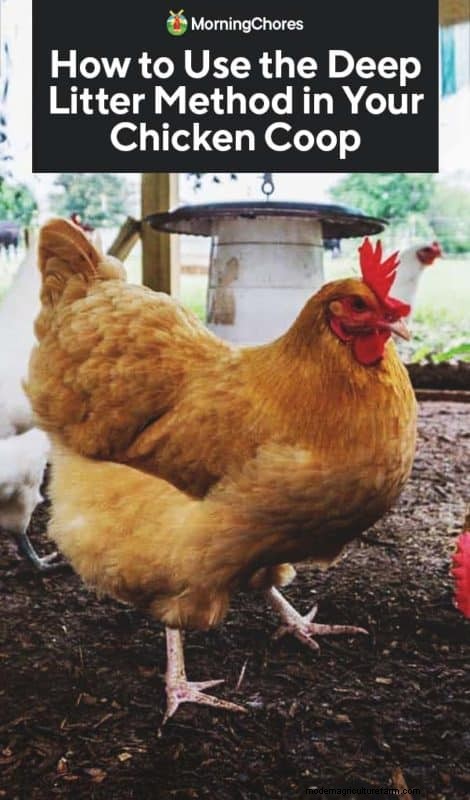 Deep Litter Method for Chicken Coops: A Comprehensive Guide