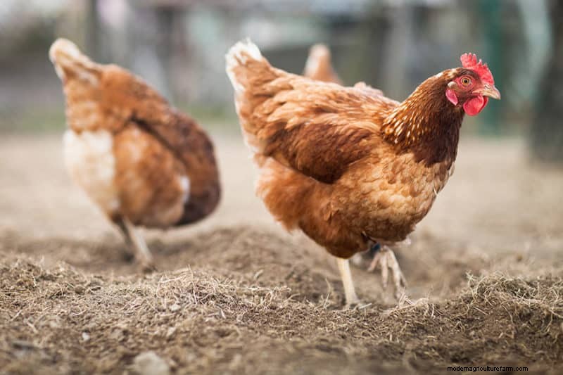 Deep Litter Method for Chicken Coops: A Comprehensive Guide