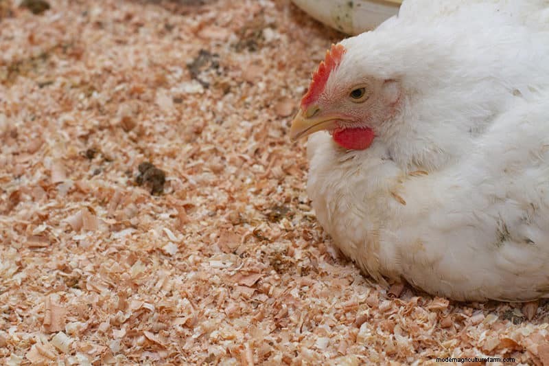 Deep Litter Method for Chicken Coops: A Comprehensive Guide