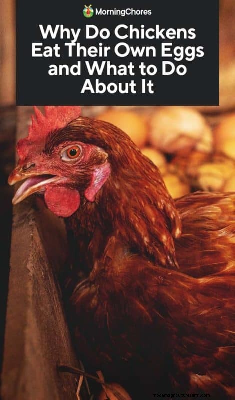 Why Chickens Eat Their Eggs: Causes & Solutions