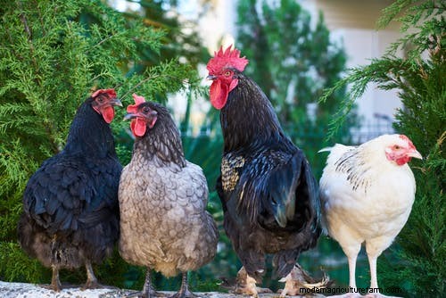 Why Chickens Eat Their Eggs: Causes & Solutions