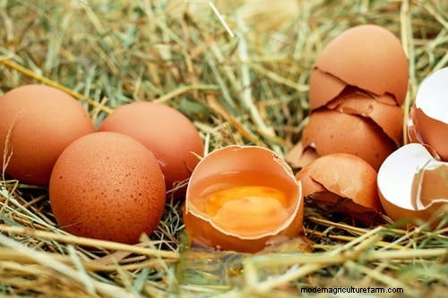 Why Chickens Eat Their Eggs: Causes & Solutions