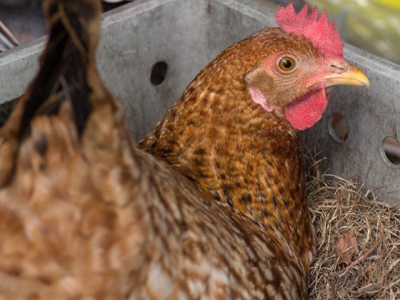 Why Chickens Eat Their Eggs: Causes & Solutions