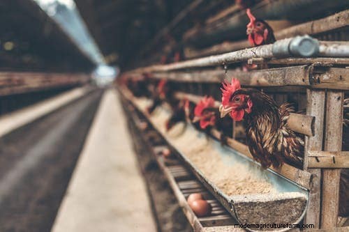 Why Chickens Eat Their Eggs: Causes & Solutions