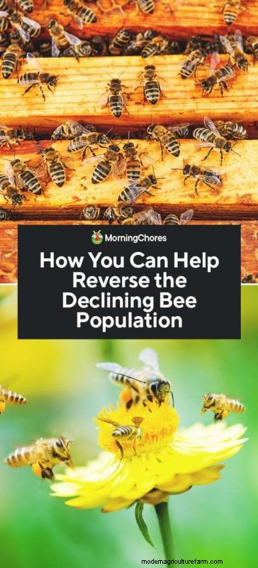 Protecting Bees: Simple Actions to Support Pollinator Populations