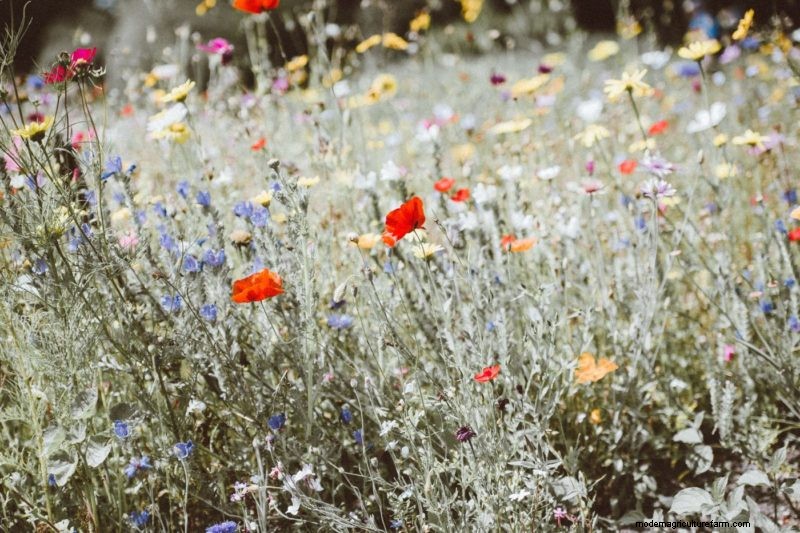 Protecting Bees: Simple Actions to Support Pollinator Populations
