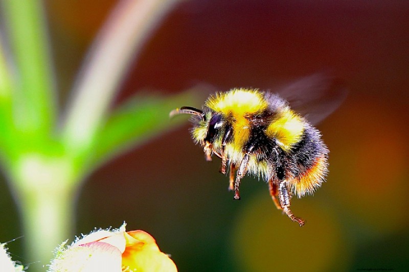 Protecting Bees: Simple Actions to Support Pollinator Populations