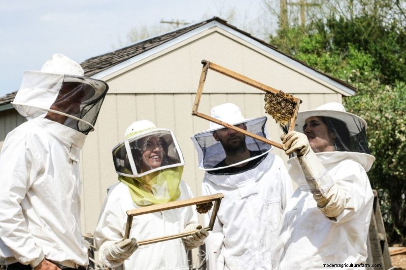 Protecting Bees: Simple Actions to Support Pollinator Populations
