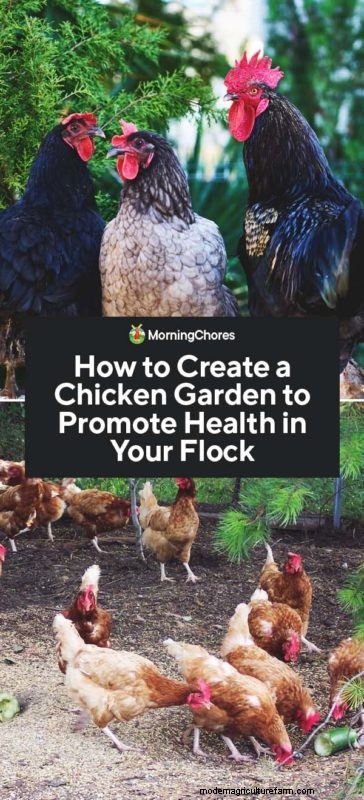 Chicken Garden Guide: Boosting Flock Health & Natural Foraging